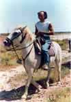 horse